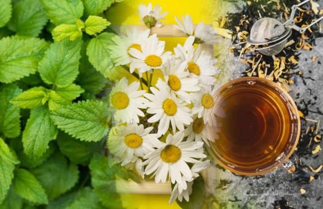 hojas-menta-manzanilla-infusion